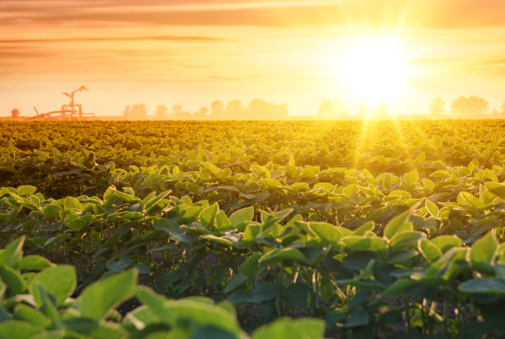 Protected: Cutting-Edge Solution for Sun Plant Protection in Agriculture